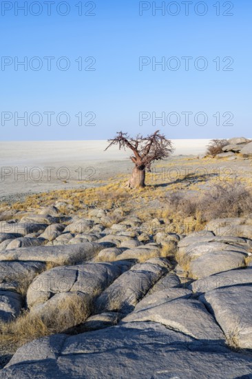African baobab or baobab tree (Adansonia digitata), overlooking the salt pan, Kubu Island (Lekubu), Sowa Pan, Makgadikgadi Salt Pans, Botswana