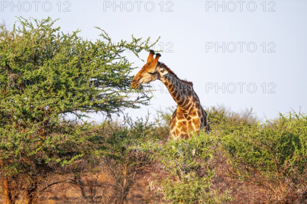 Cape giraffe (Giraffa giraffa giraffa) eating leaves of an acacia tree, in the savannah in the evening light, Kruger National Park, South Africa