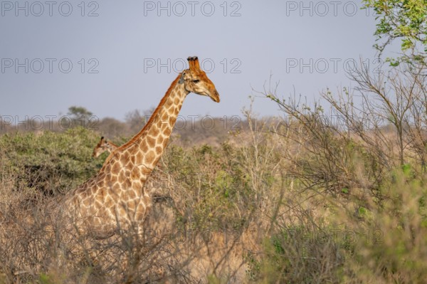 Cape giraffe (Giraffa giraffa giraffa) in the savannah in the evening light, Kruger National Park, South Africa