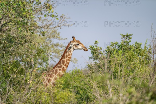 Cape giraffe (Giraffa giraffa giraffa) behind bushes, Kruger National Park, South Africa