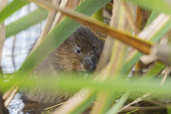 Water vole (Arvicola amphibius) adult rodent animal feeding amongst reeds in a pond in summer, Suffolk, England, United Kingdom