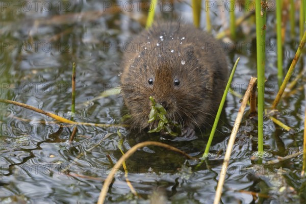 Water vole (Arvicola amphibius) adult rodent animal feeding on pond weed in a reedbed in summer, Suffolk, England, United Kingdom