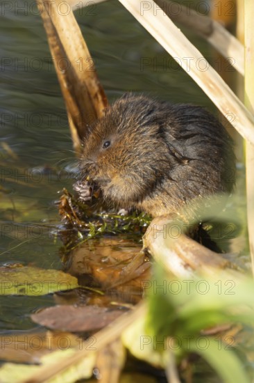 Water vole (Arvicola amphibius) adult rodent animal feeding on pond weed in a reedbed in summer, Suffolk, England, United Kingdom
