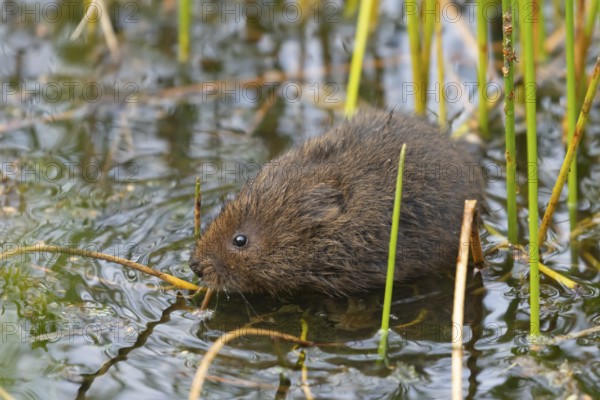 Water vole (Arvicola amphibius) adult rodent animal amongst reeds in a pond in summer, Suffolk, England, United Kingdom