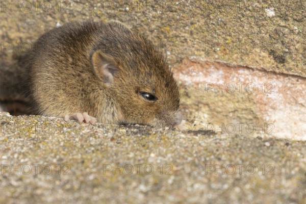 Brown rat (Rattus norvegicus) juvenile baby rodent animal emerging from a hole in an urban building, England, United Kingdom