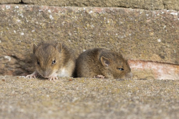 Brown rat (Rattus norvegicus) two juvenile baby rodent animals emerging from a hole in an urban building, England, United Kingdom