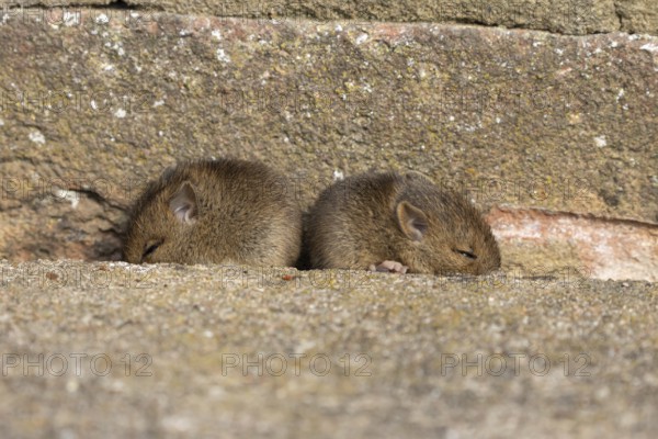 Brown rat (Rattus norvegicus) two juvenile baby rodent animals sleeping by a hole in an urban building, England, United Kingdom