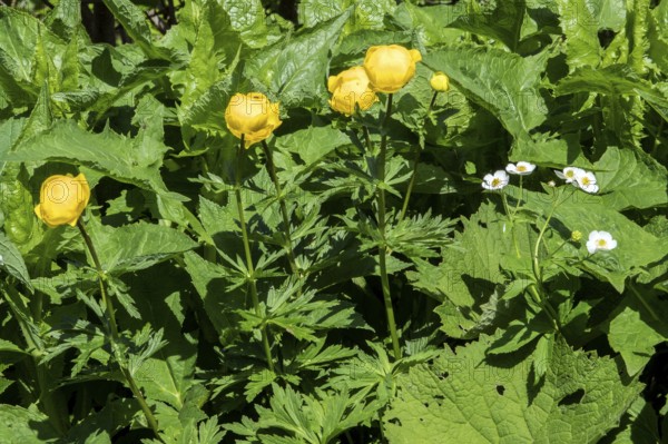 European Trollflower (Trollius europaeus), Oberstdorf, Oberallgäu, Allgäu, Bavaria, Germany