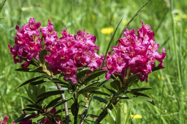 Rusty-leaved alpenrose (Rhododendron ferrugineum), also known as rusty red alpine rose or rusty red alpine rose, flowering, Oberstdorf, Oberallgäu, Allgäu, Bavaria, Germany