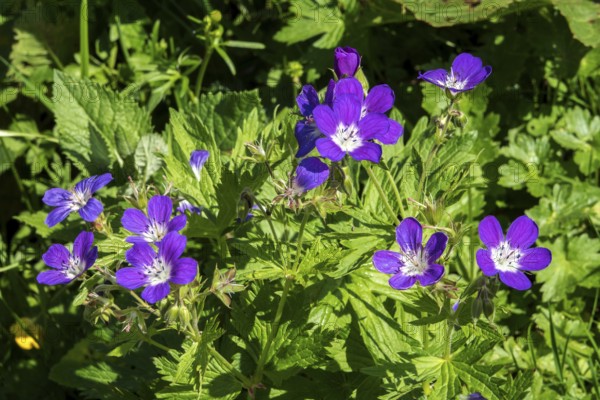 Meadow cranesbill (Geranium pratense), also known as blue cranesbill, Oberstdorf, Oberallgäu, Allgäu, Bavaria, Germany
