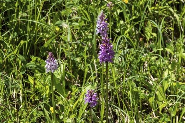 Moorland spotted orchid (Dactylorhiza maculata), also known as spotted fingerwort, Oberstdorf, Oberallgäu, Allgäu, Bavaria, Germany