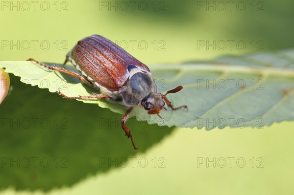 May beetle, wood cockchafer (Melolontha hippocastani), male, on leaf of a horse chestnut (Aesculus hippocastanum), close-up, Wilnsdorf, North Rhine-Westphalia, Germany