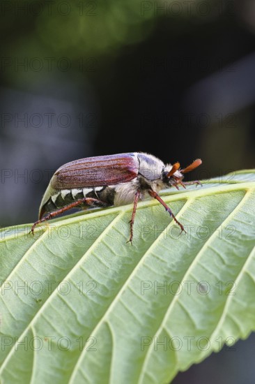 May beetle, wood cockchafer (Melolontha hippocastani), male, on leaf of a horse chestnut (Aesculus hippocastanum), close-up, Wilnsdorf, North Rhine-Westphalia, Germany