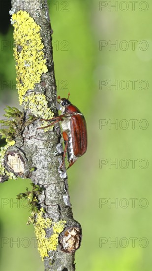 May beetle, wood cockchafer (Melolontha hippocastani), female, on a branch covered with lichen, close-up, Wilnsdorf, North Rhine-Westphalia, Germany