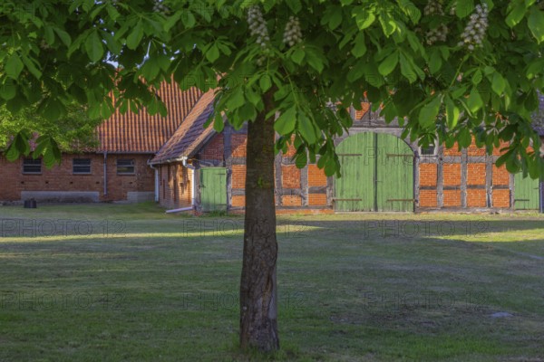 View through a chestnut tree to a part of a barn, Böhme, Heidekreis, Rethem Aller, Leine Aller Tal, Lower Saxony, Germany