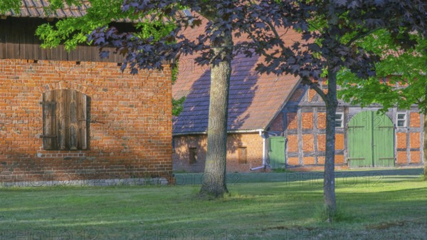 View through a chestnut tree onto a farm, Böhme, Heidekreis, Rethem Aller, Leine Aller Tal, Lower Saxony, Germany