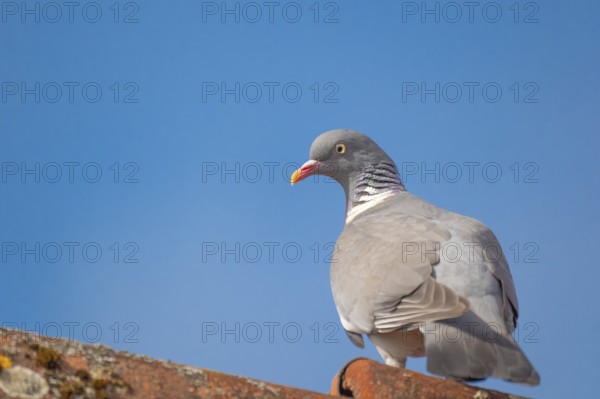A wood pigeon (Columba palumbus) sitting on the roof ridge of a house, animal photo, bird, bird species, nature photo, wildlife, fauna, Neustadt am Rübenberge, Hanover Region, Lower Saxony, Germany