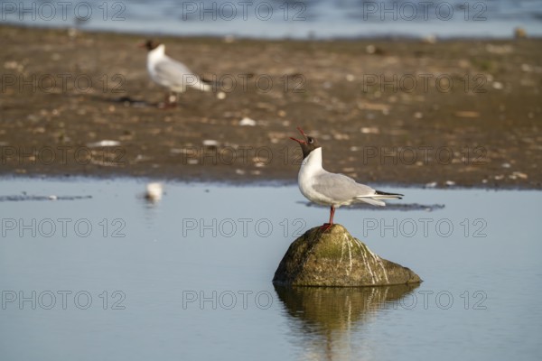 Black-headed gull (Larus ridibundus), sitting on a stone and calling, Texel, province of North Holland, Netherlands