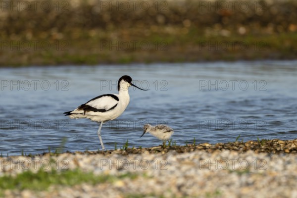 Avocet (Recurvirostra avosetta), with chicks, Texel, province of North Holland, Netherlands