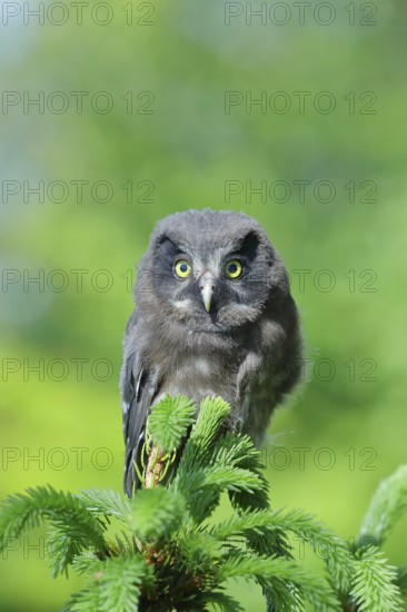 Great horned owl (Aegolius funereus), young bird sitting on the top of a spruce, European spruce (Picea abies), Wilnsdorf, North Rhine-Westphalia, Germany