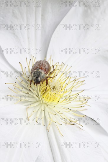 Cockchafer, field cockchafer (Melolontha melolontha), female on a clematis flower, Wilnsdorf, North Rhine-Westphalia, Germany