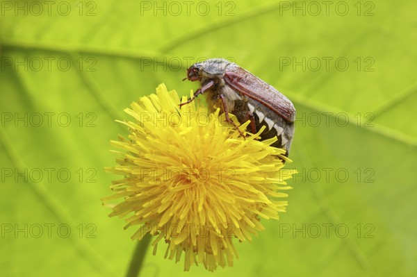 Cockchafer, field cockchafer (Melolontha melolontha), female on a dandelion (Taraxacum) flower, Wilnsdorf, North Rhine-Westphalia, Germany