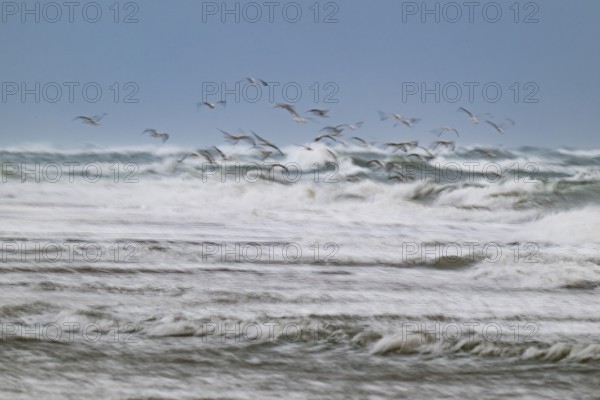Herring gulls (Larus argentatus) in flight over the surf looking for starfish, wipe image, long exposure, Hvide Sande, North Sea, Denmark
