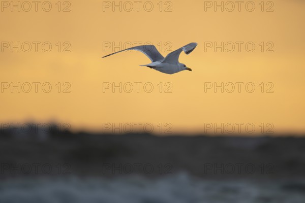 Herring gull (Larus argentatus) in flight over the surf looking for starfish, evening mood, Hvide Sande, North Sea, Denmark
