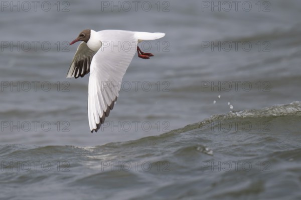 Black-headed gull (Chroicocephalus ridibundus) in summer plumage, flying above the sea surface, looking for small fish, near Hvide Sande, Ringkøbing Fjord, North Sea, Denmark