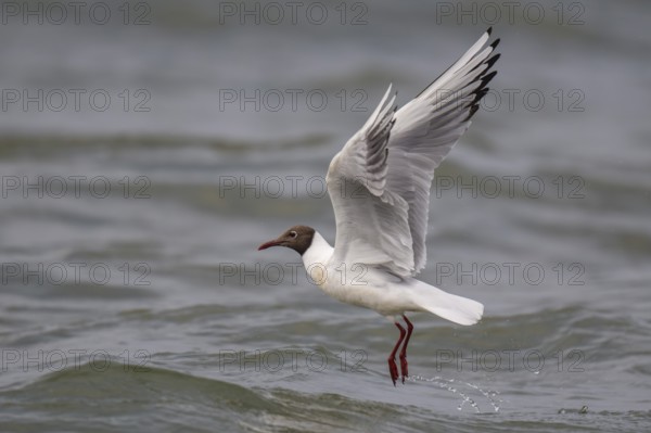 Black-headed gull (Chroicocephalus ridibundus) in summer plumage, in flight above the sea surface looking for small fish, near Hvide Sande, Ringkøbing Fjord, North Sea, Denmark