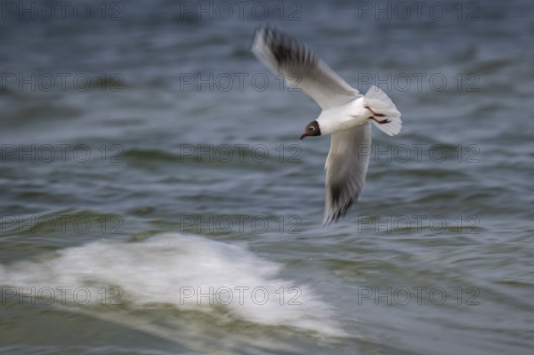 Black-headed gull (Chroicocephalus ridibundus) in summer plumage, in flight above the sea surface, looking for small fish, wiping effect, near Hvide Sande, Ringkøbing Fjord, North Sea, Denmark
