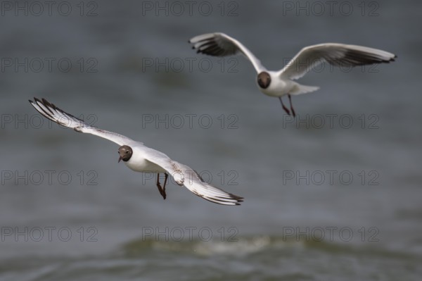 Black-headed gulls (Chroicocephalus ridibundus) in summer plumage, flying above the sea surface, looking for small fish, near Hvide Sande, Ringkøbing Fjord, North Sea, Denmark