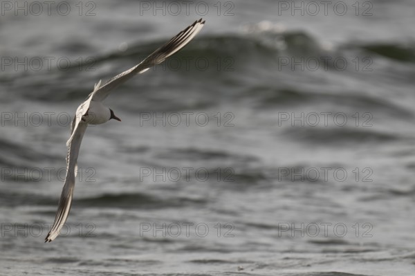Black-headed gull (Chroicocephalus ridibundus) in summer plumage, flying above the sea surface, looking for small fish, near Hvide Sande, Ringkøbing Fjord, North Sea, Denmark
