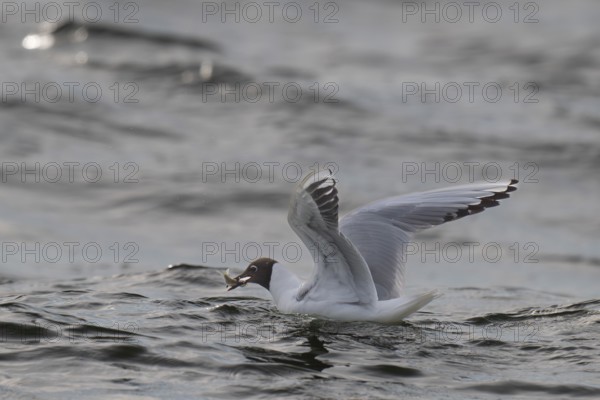 Black-headed gull (Chroicocephalus ridibundus) in summer plumage, swimming on the sea surface with a small fish in its beak, near Hvide Sande, Ringkøbing Fjord, North Sea, Denmark