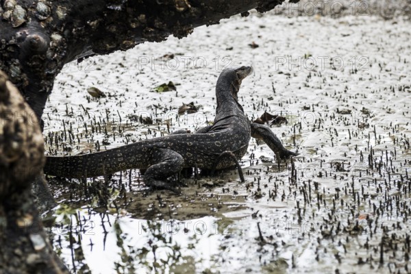 Waran, Railay Beach East, Ao Nang, Krabi, Thailand
