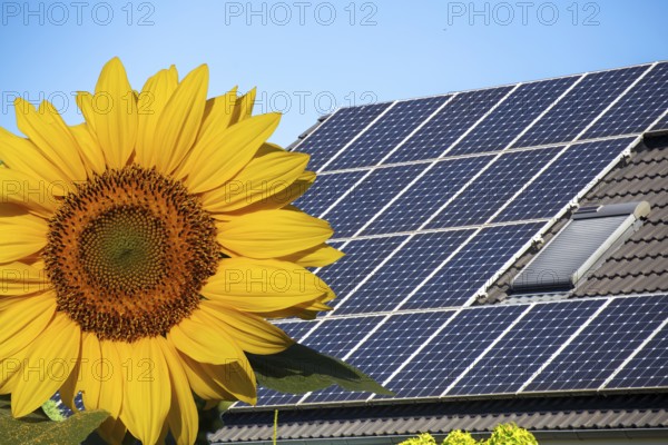 (Photomontage) Solar roof on a detached house with sunflower in the foreground