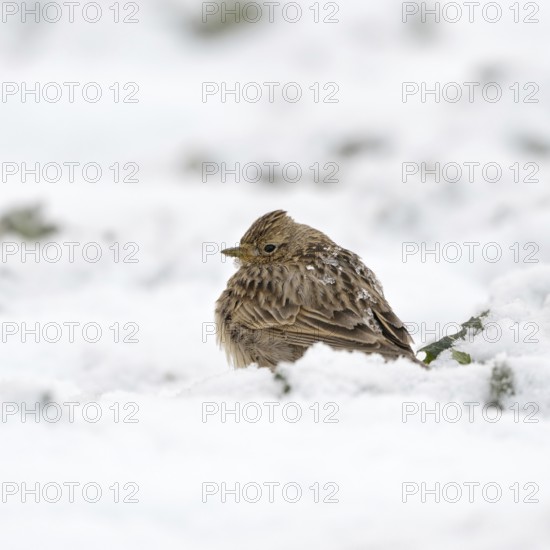 Skylark (Alauda arvensis) in winter, sitting, resting thickly ploughed up in the high snow on a field, late winter arrival in March, spring, rare weather situation on the Lower Rhine, native nature, Meerbusch, Rhineland, North Rhine-Westphalia, Germany, Western Europe