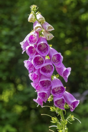 Common foxglove (Digitalis purpurea), Sieversen, Rosengarten, Lower Saxony, Germany