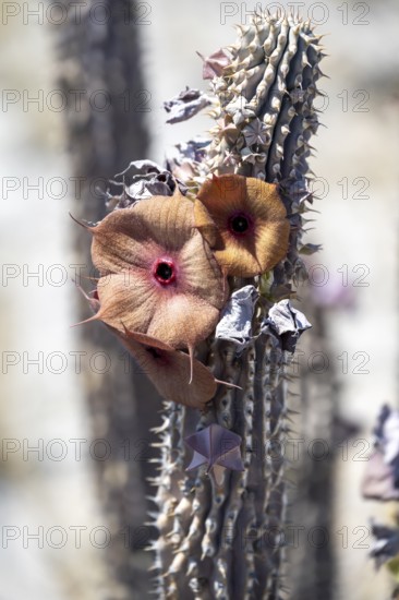 Red flowers on a dry cactus (Hoodia currorii), Makgadikgadi salt pans, Botswana