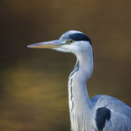 Portrait at the city pond...Grey heron (Ardea cinerea), detailed close-up, head portrait in front of atmospheric, natural background, autumnal colours, native nature, Rhineland, Lower Rhine, North Rhine-Westphalia, Germany, Western Europe