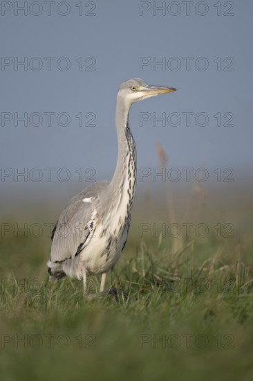 Grey heron (Ardea cinerea) striding through a high meadow on the hunt, especially low, impressively low, appealing point of view, mouse perspective, frontal view, funny picture, native nature, Bislicher Insel, Kreis Wesel, Lower Rhine, North Rhine-Westphalia, Germany, Western Europe