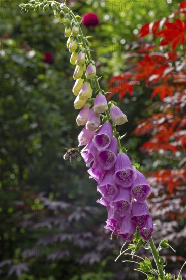 Common foxglove (Digitalis purpurea), bumblebee approaching, Sieversen, Rosengarten, Lower Saxony, Germany