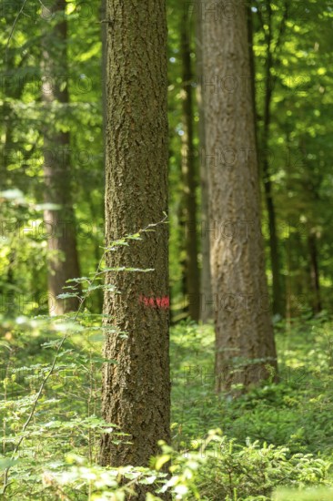 Tree marked for felling, forest, Sieversen, Rosengarten, Lower Saxony, Germany
