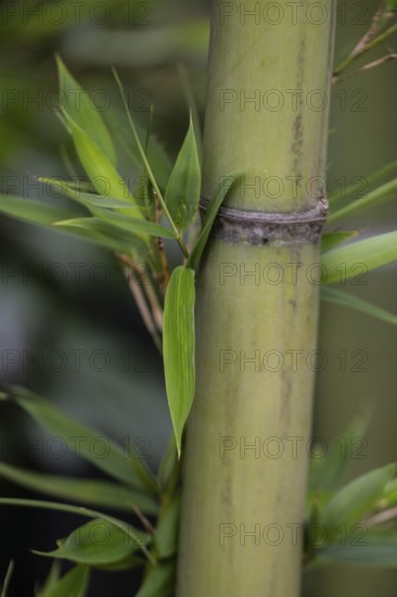 Bamboo (Phyllostachys), Veneto, Italy