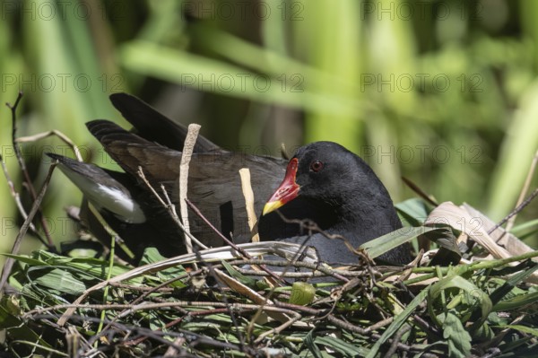 Green-footed moorhen (Gallinula chloropus) on the nest, Emsland, Lower Saxony, Germany