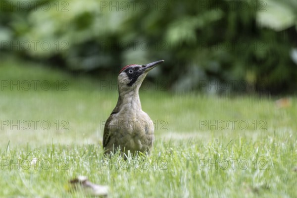 Green woodpecker (Picus viridis), Emsland, Lower Saxony, Germany