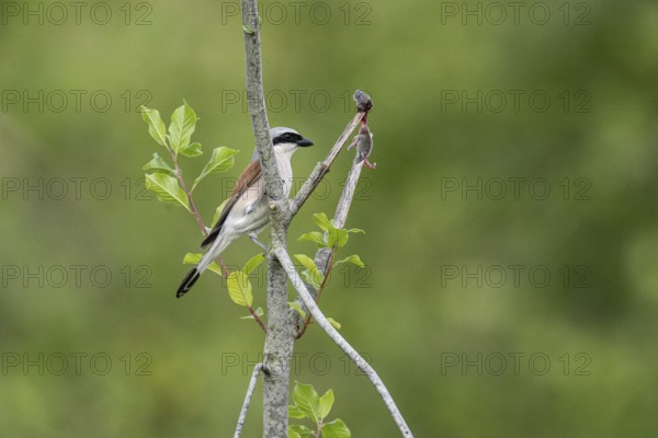 Red-backed shrike (Lanius collurio) with impaled mouse, Emsland, Lower Saxony, Germany