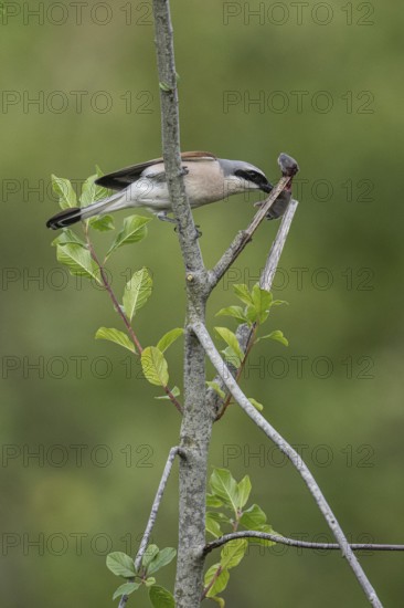 Red-backed shrike (Lanius collurio) with impaled mouse, Emsland, Lower Saxony, Germany