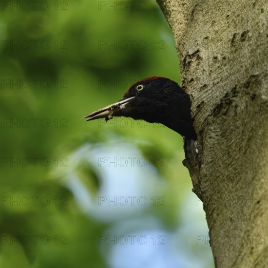 Black woodpecker (Dryocopus martius), adult male, looks out of his breeding cavity in an old beech tree, holds excrement, faecal sac in his beak, brood hygiene, nest hygiene, keeps the woodpecker cavity clean, animal behaviour, largest native woodpecker species, woodpecker, old trees, wildlife, native nature, Meerbusch, Rhineland, Lower Rhine, North Rhine-Westphalia, Germany, Western Europe