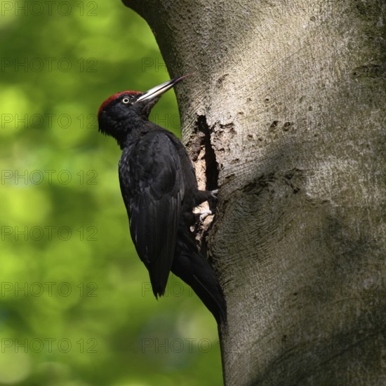 Black woodpecker (Dryocopus martius), adult male, sits in typical pose in front of his breeding den in an old beech tree, sticks out his highly specialised long tongue, largest native woodpecker species, woodpecker, needs old trees as habitat for breeding and foraging, wildlife, native nature, Meerbusch, Rhineland, Lower Rhine, North Rhine-Westphalia, Germany, Western Europe